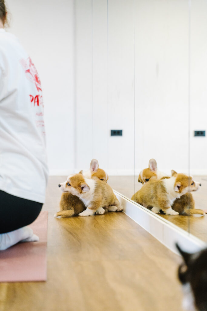 puppy pilates-139