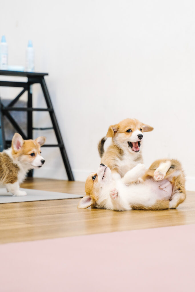 puppy pilates-162