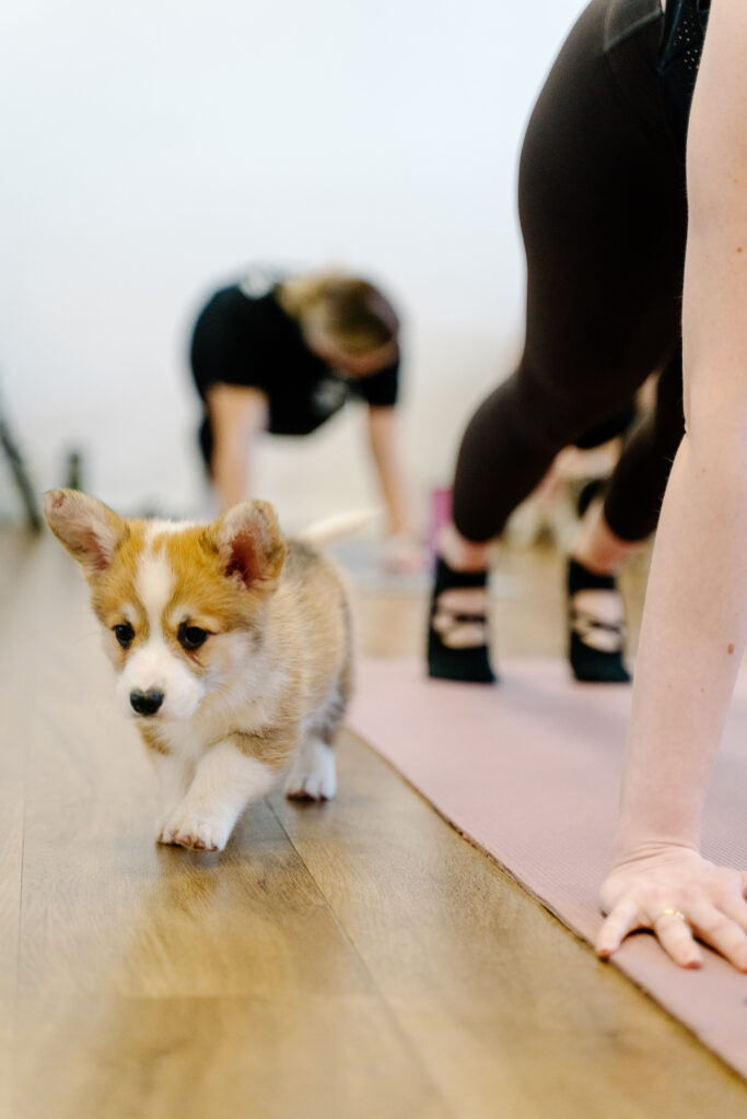 puppy pilates-44