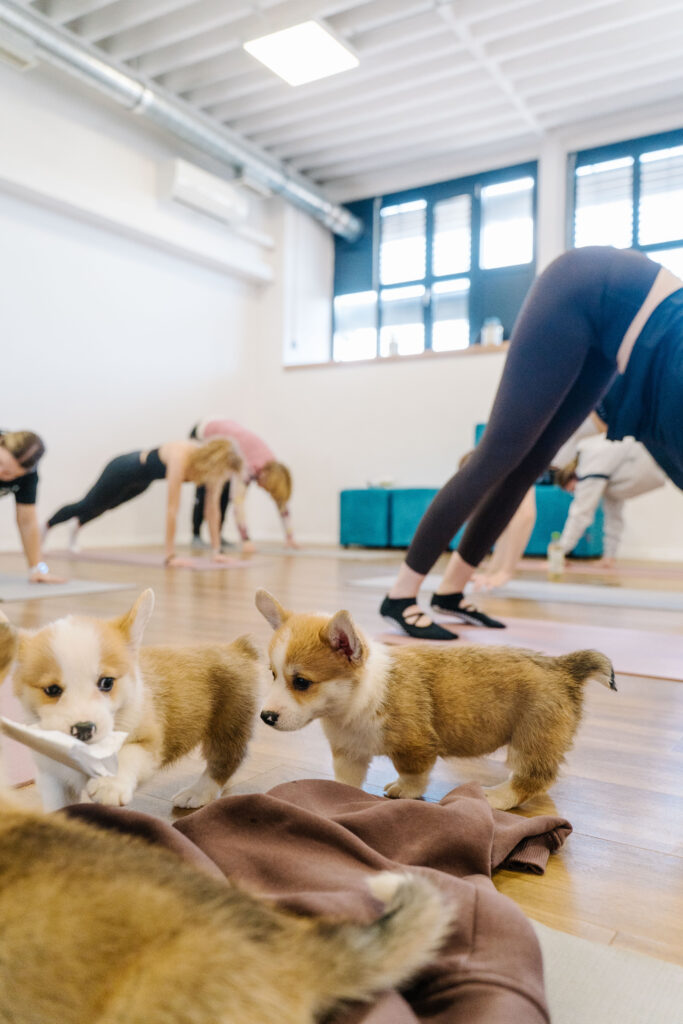 puppy pilates-99