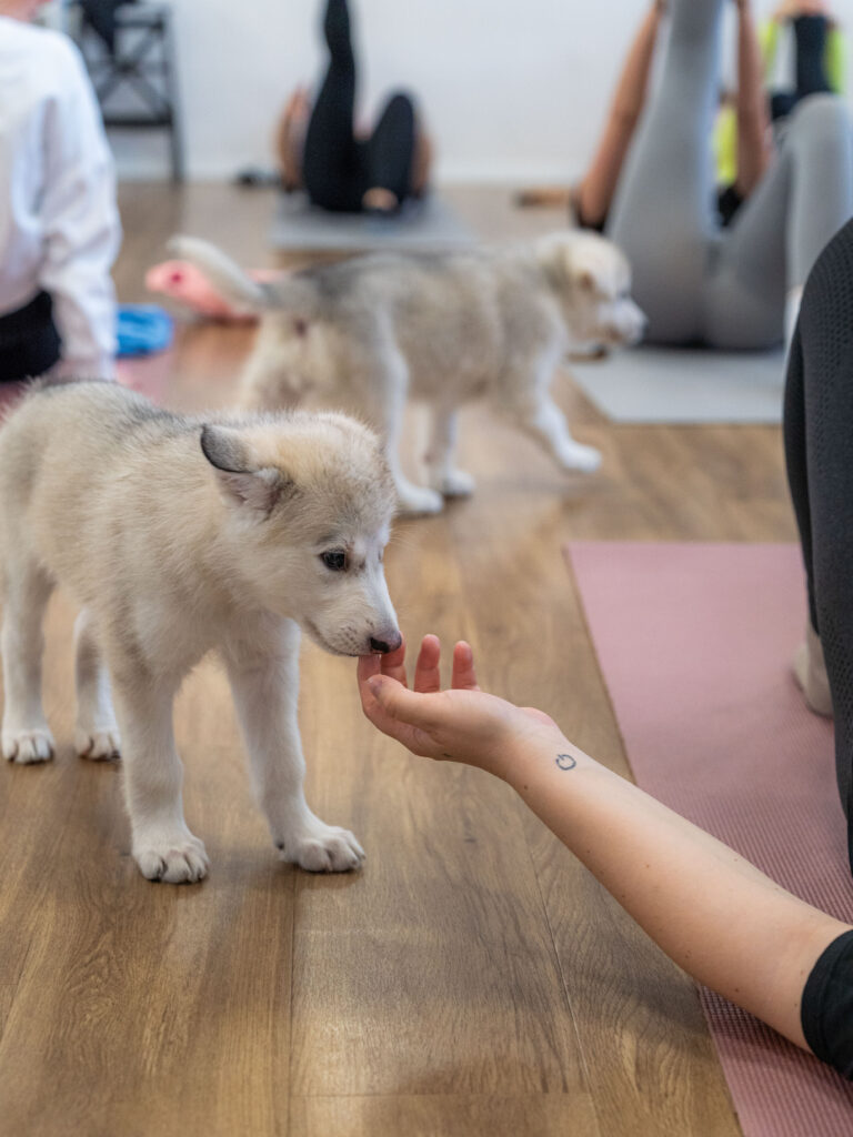 PuppyPilates16.5.-30
