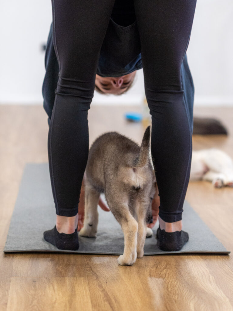 PuppyPilates16.5.-47