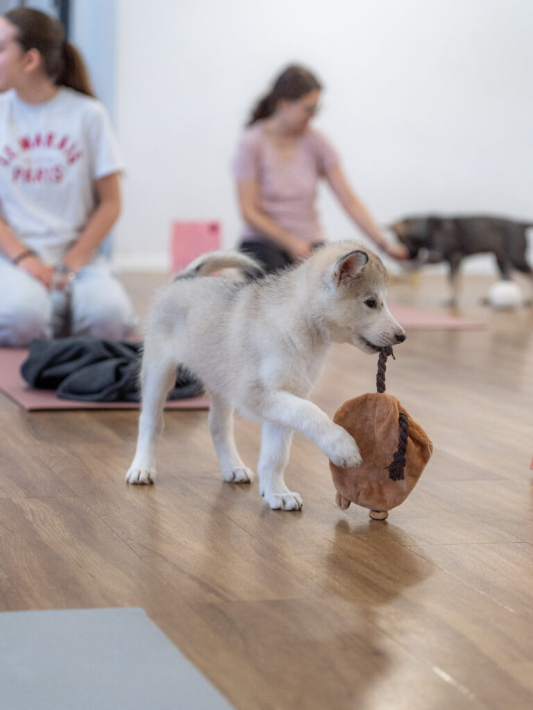 PuppyPilates16.5.-62