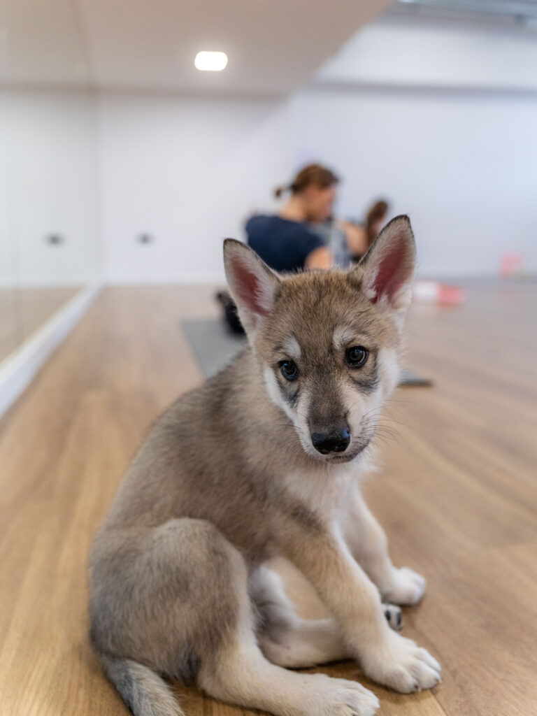 PuppyPilates16.5.-76