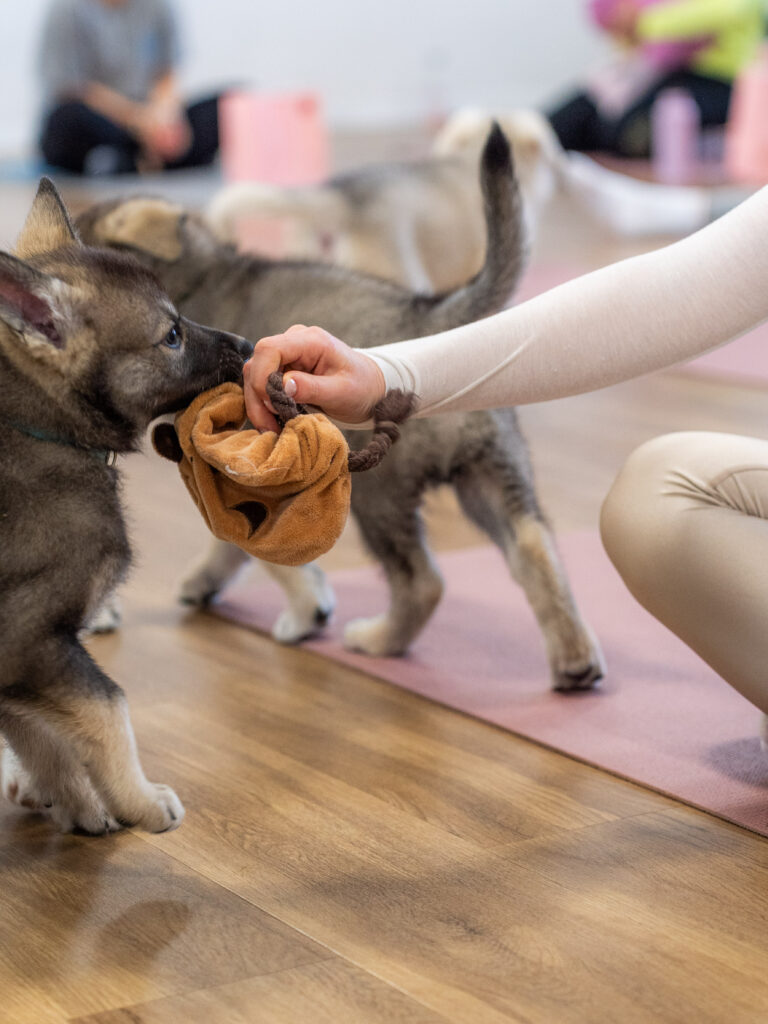 PuppyPilates16.5.-9