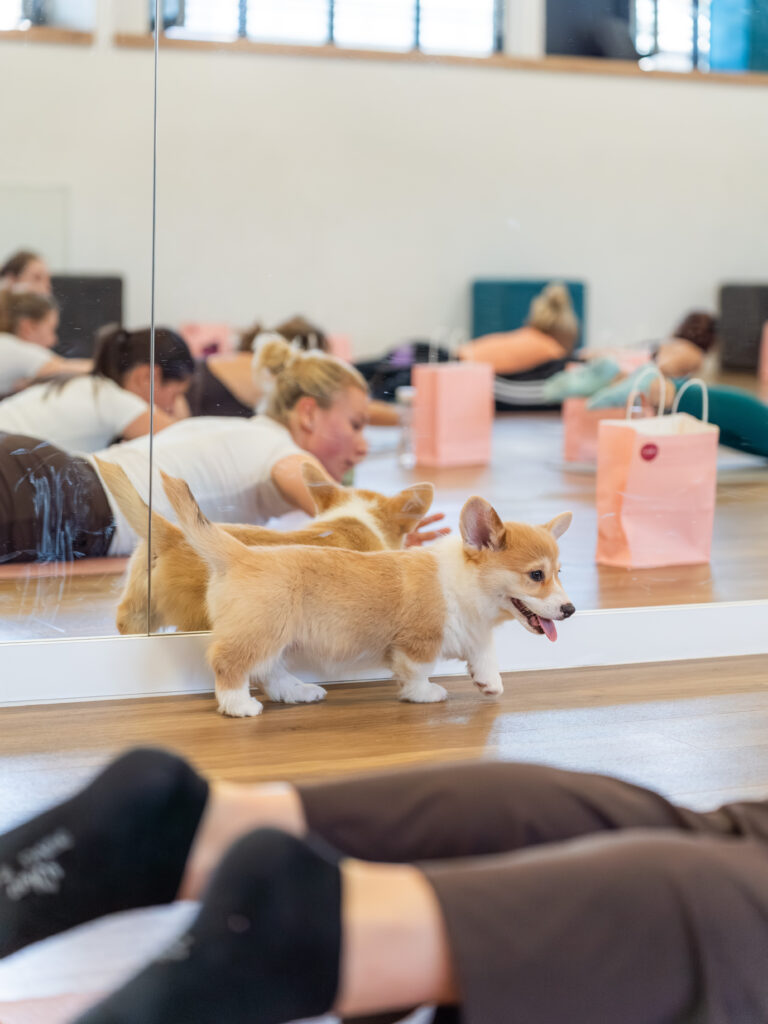 PuppyPilates23.5.-23