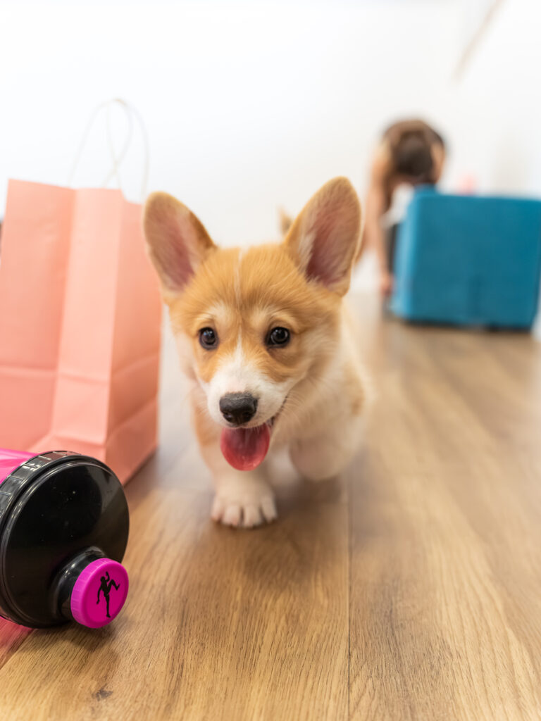 PuppyPilates23.5.-41