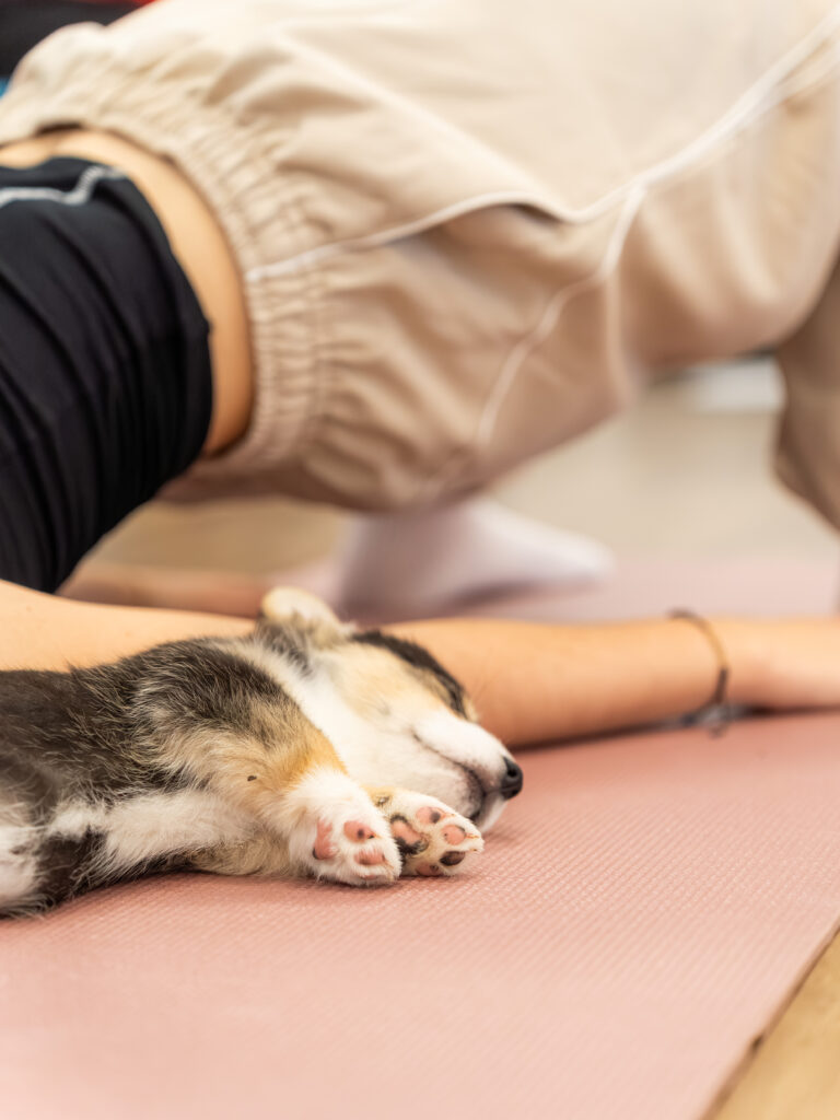 PuppyPilates23.5.-53