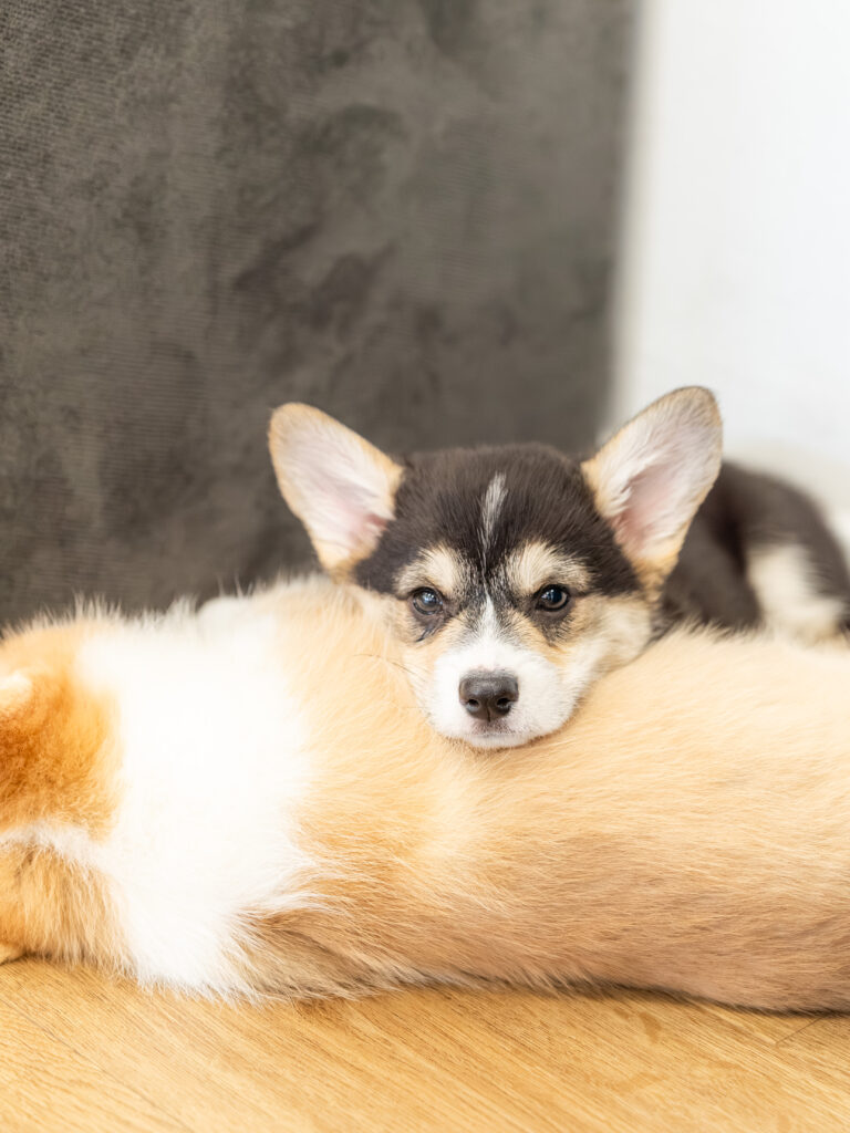 PuppyPilates23.5.-55