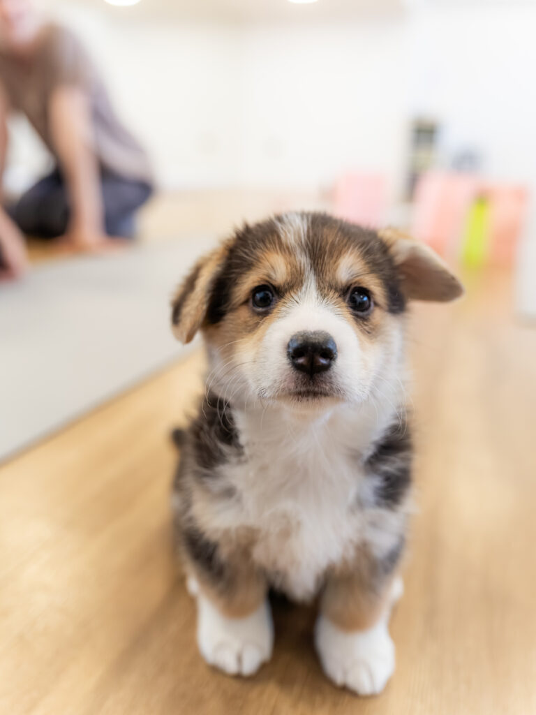 PuppyPilates23.5.-67