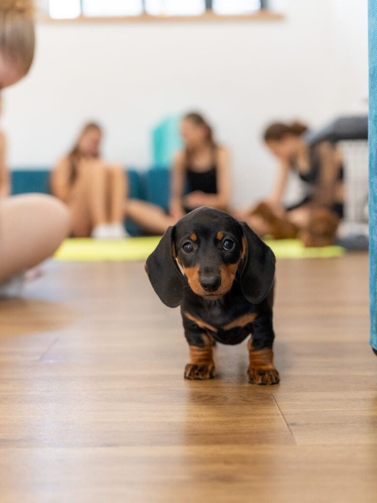PuppyPilates28.6.-1