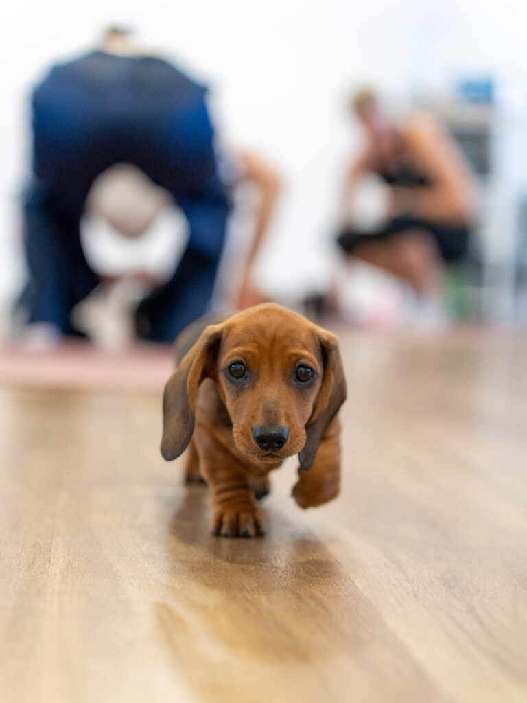 PuppyPilates28.6.-14